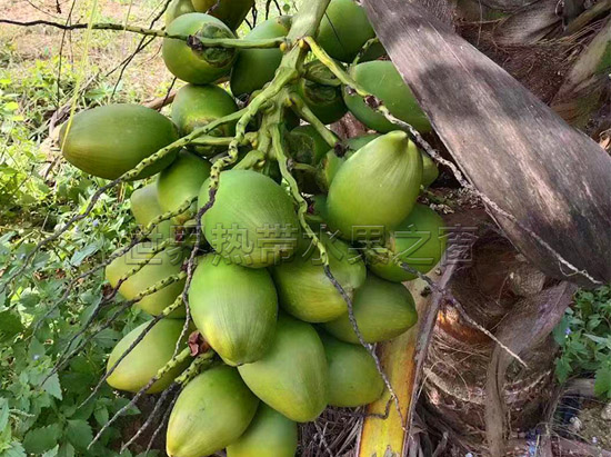 泰國香水(shuǐ)椰